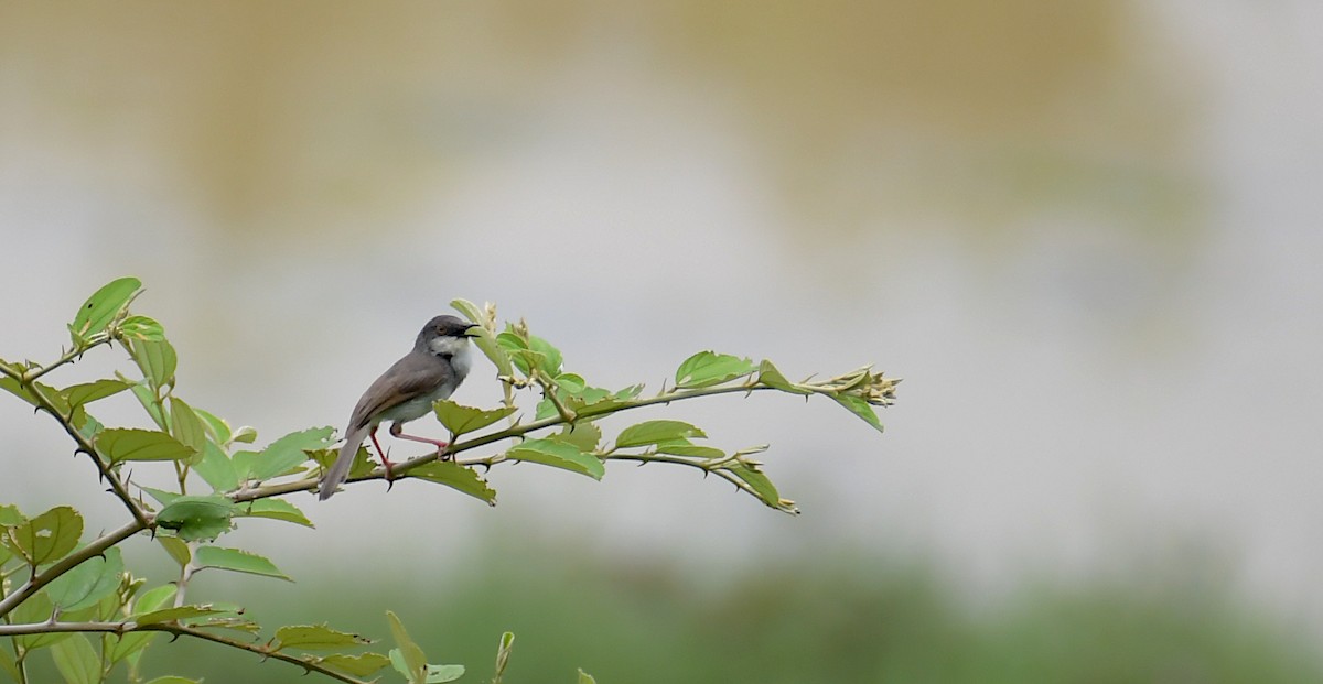 Prinia de Hodgson - ML622600422