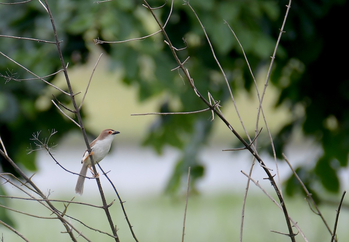 Yellow-eyed Babbler - ML622600426