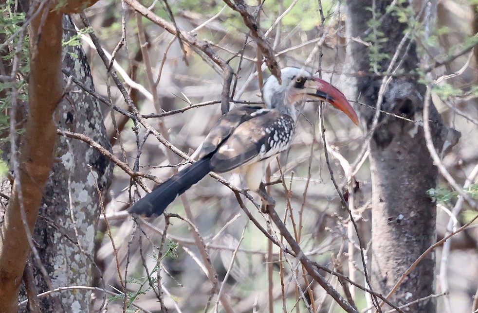 Tanzanian Red-billed Hornbill - ML622600427