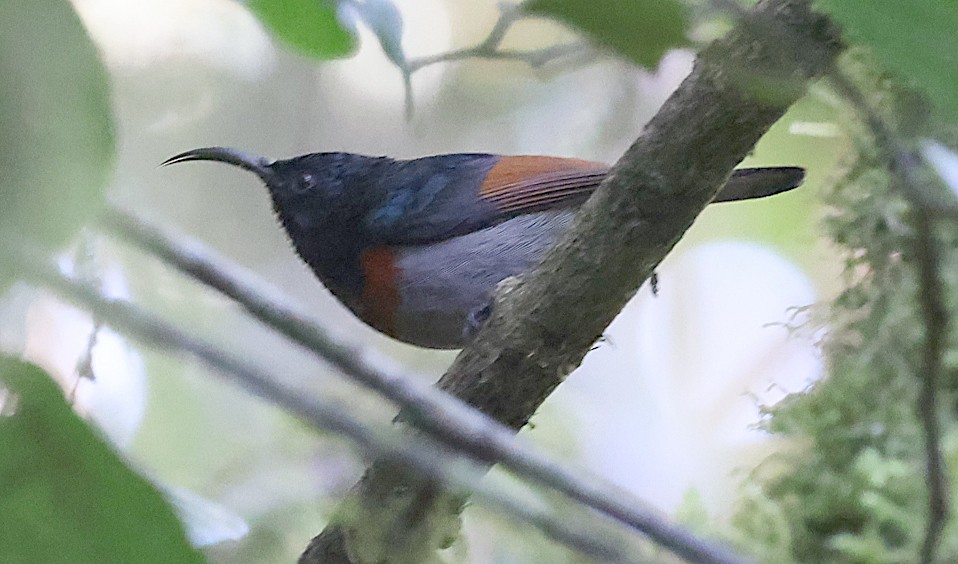 Rufous-winged Sunbird - Ashley Banwell