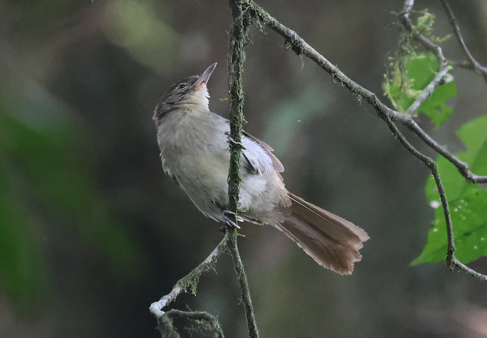 Cabanis's Greenbul - ML622600456