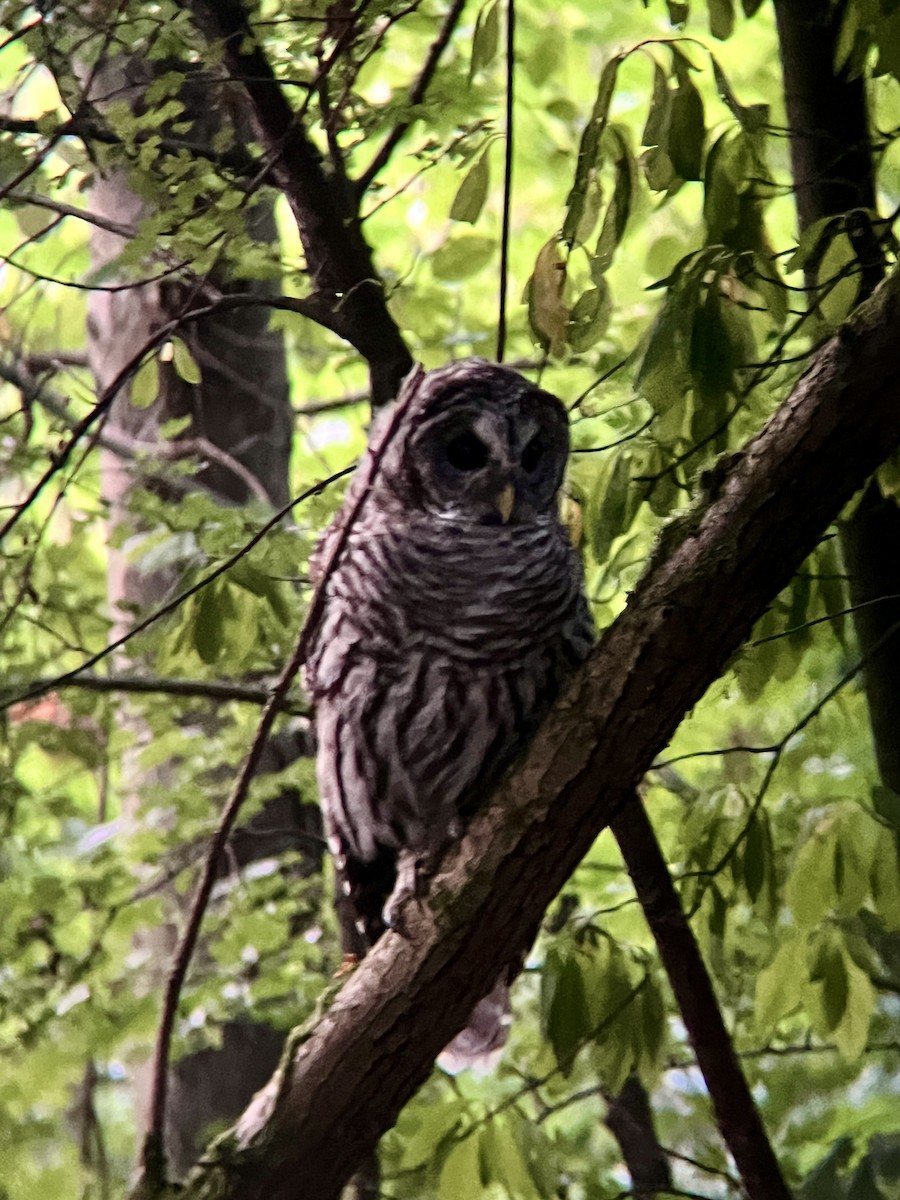 Barred Owl - ML622600463