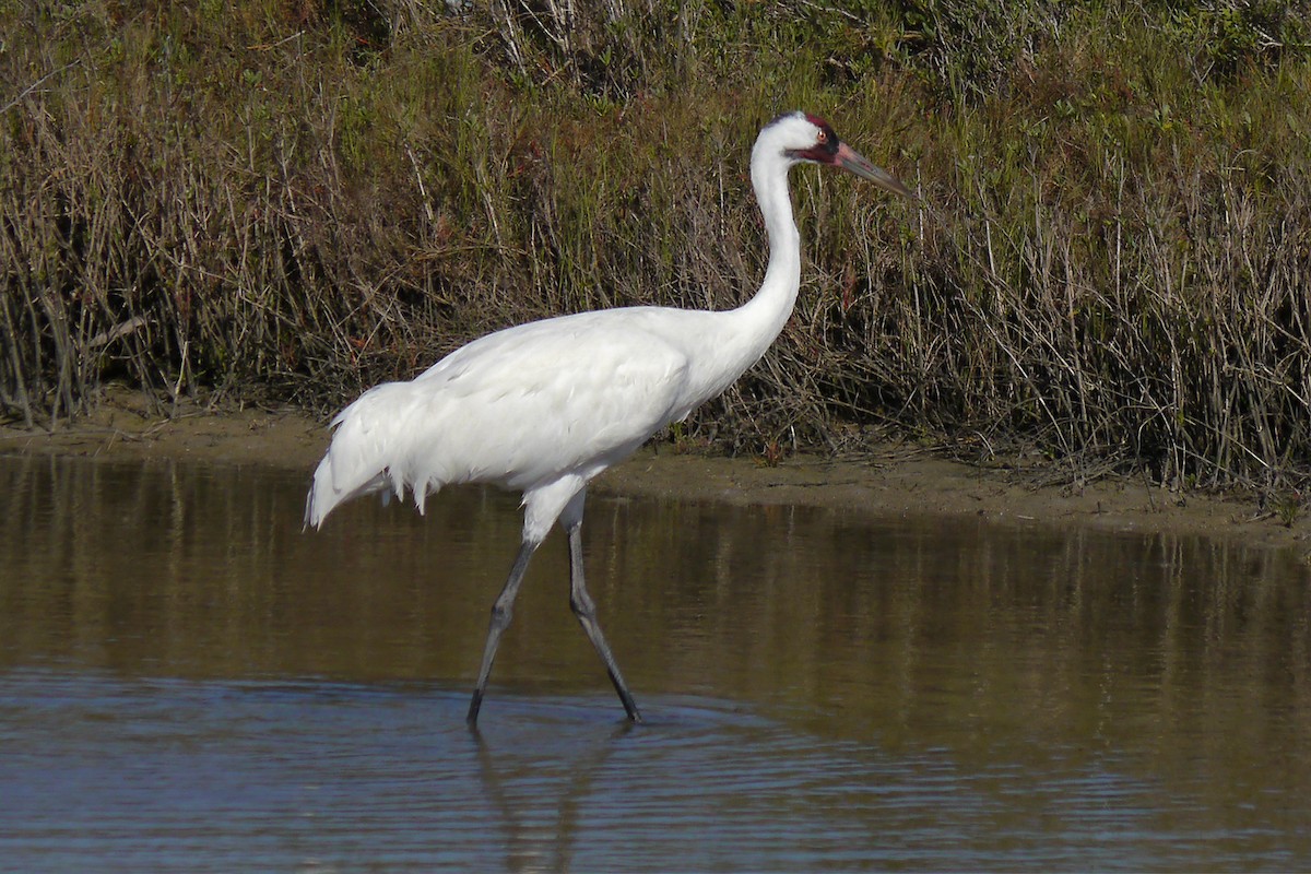 Whooping Crane - ML622600465