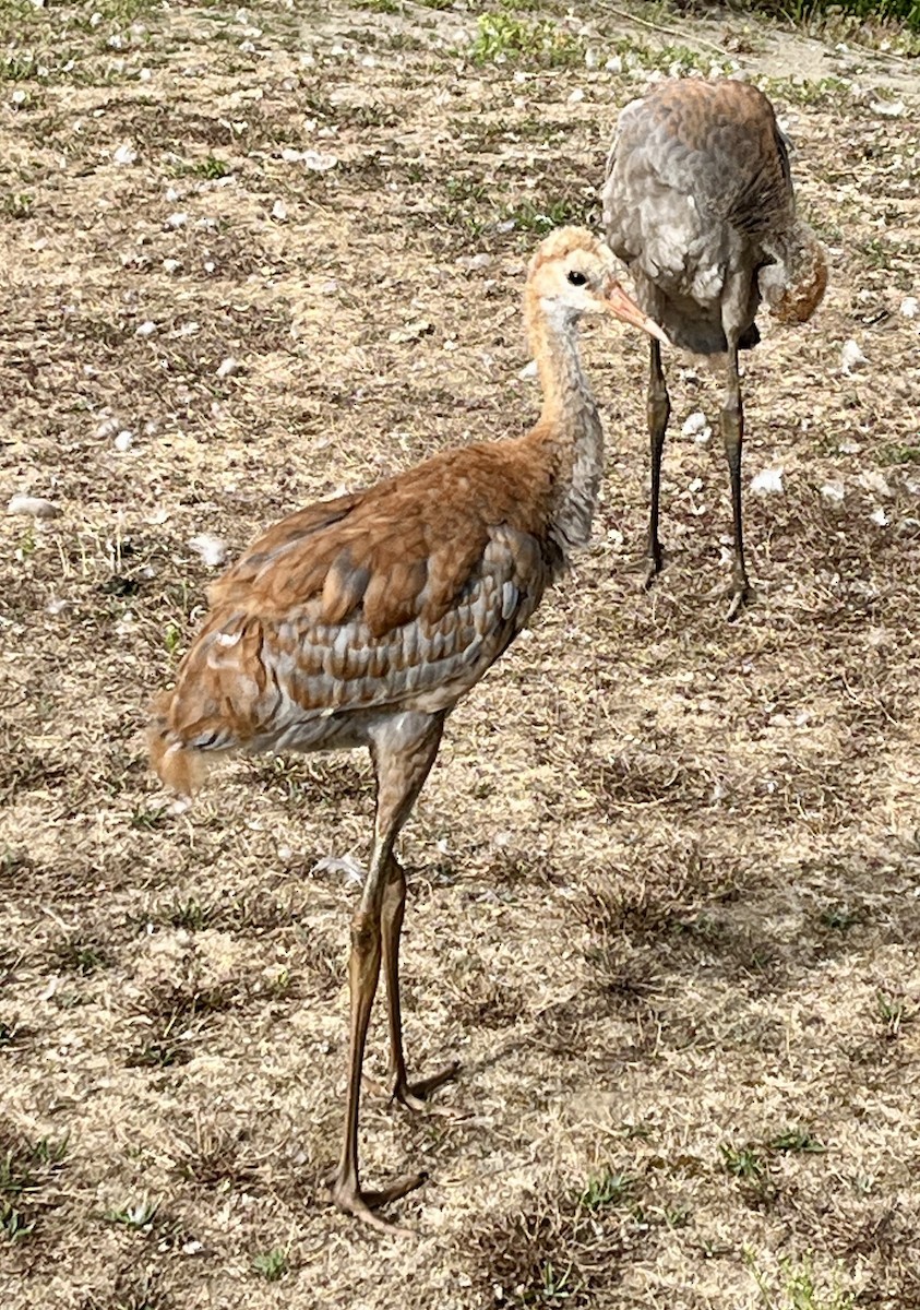Sandhill Crane - ML622600466