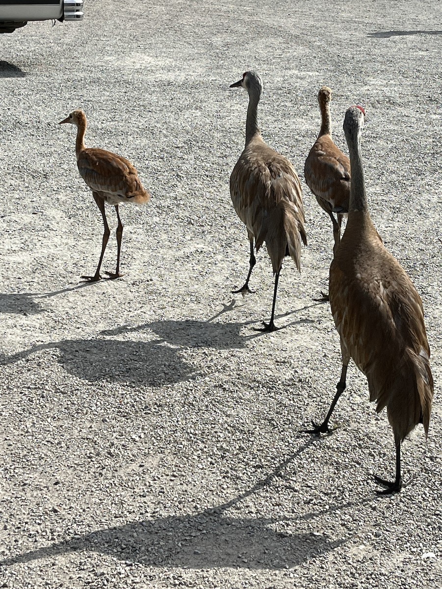 Sandhill Crane - ML622600467