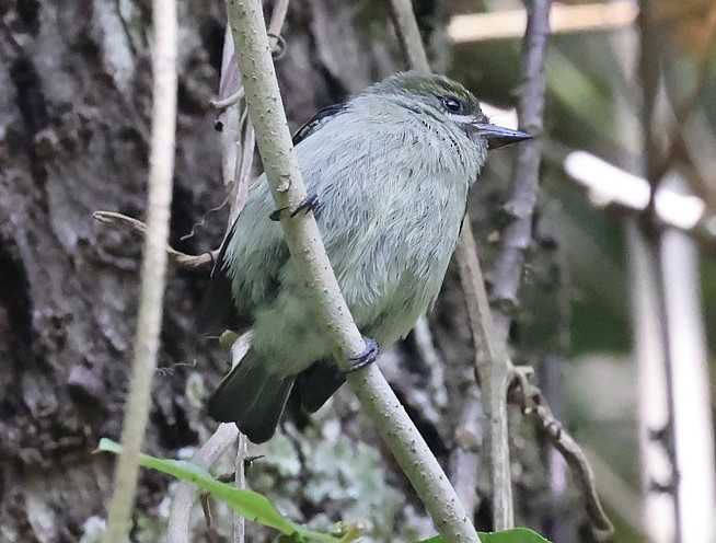 Moustached Tinkerbird - ML622600470