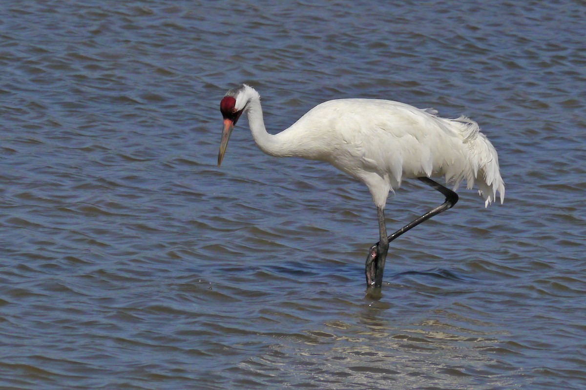 Whooping Crane - Grace Oliver