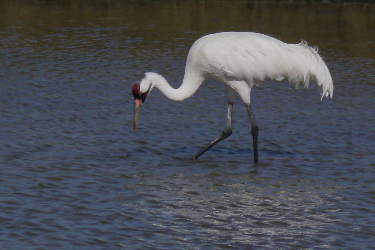 Whooping Crane - ML622600506