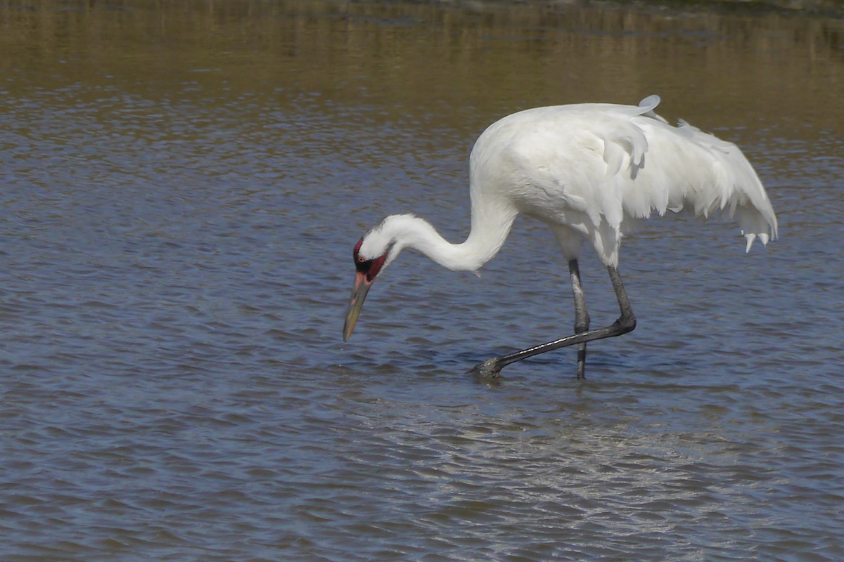 Whooping Crane - ML622600507