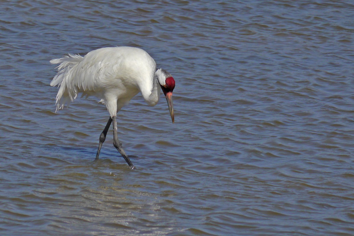 Whooping Crane - ML622600554