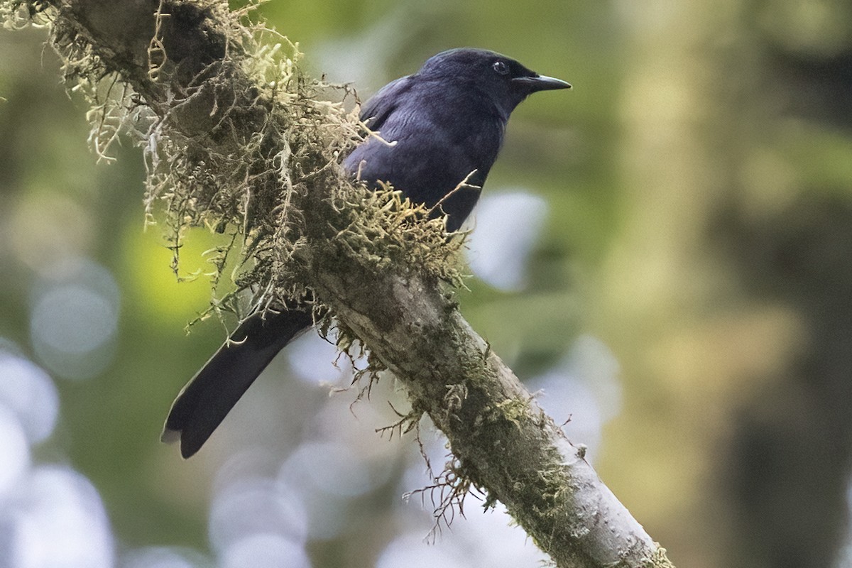 Waller's Starling - Robert Lockett