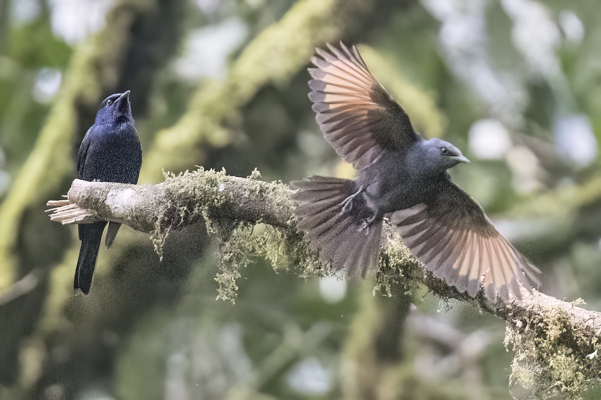 Waller's Starling - ML622600626