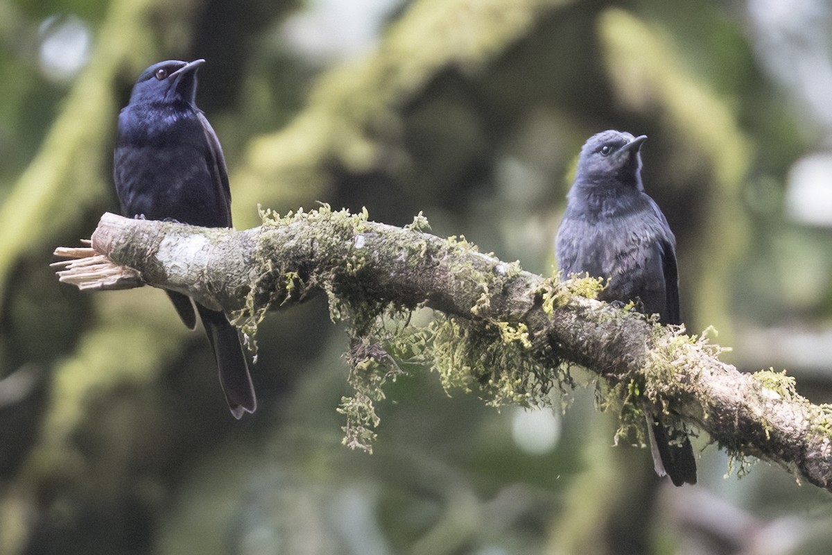 Waller's Starling - Robert Lockett