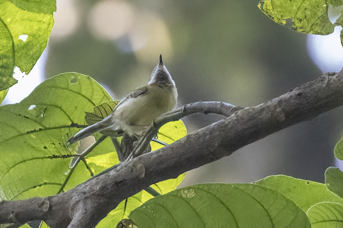 Black-throated Apalis - ML622600632