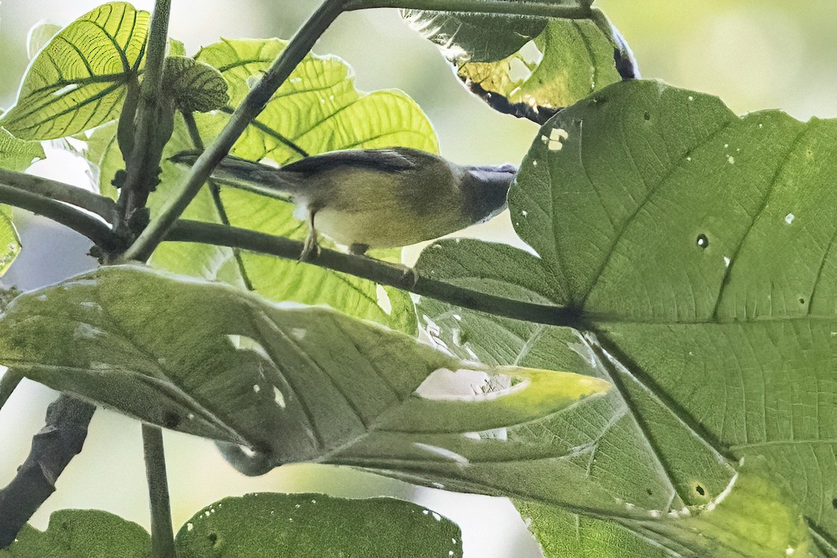 Black-throated Apalis - ML622600633