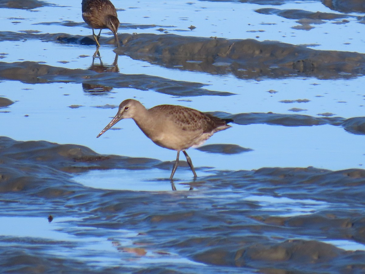 Hudsonian Godwit - ML622600750