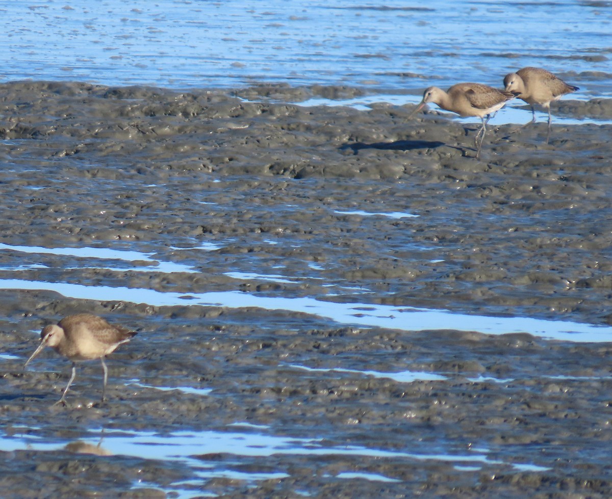 Hudsonian Godwit - ML622600752