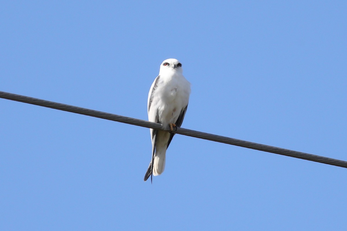 Black-shouldered Kite - Grant Robinson