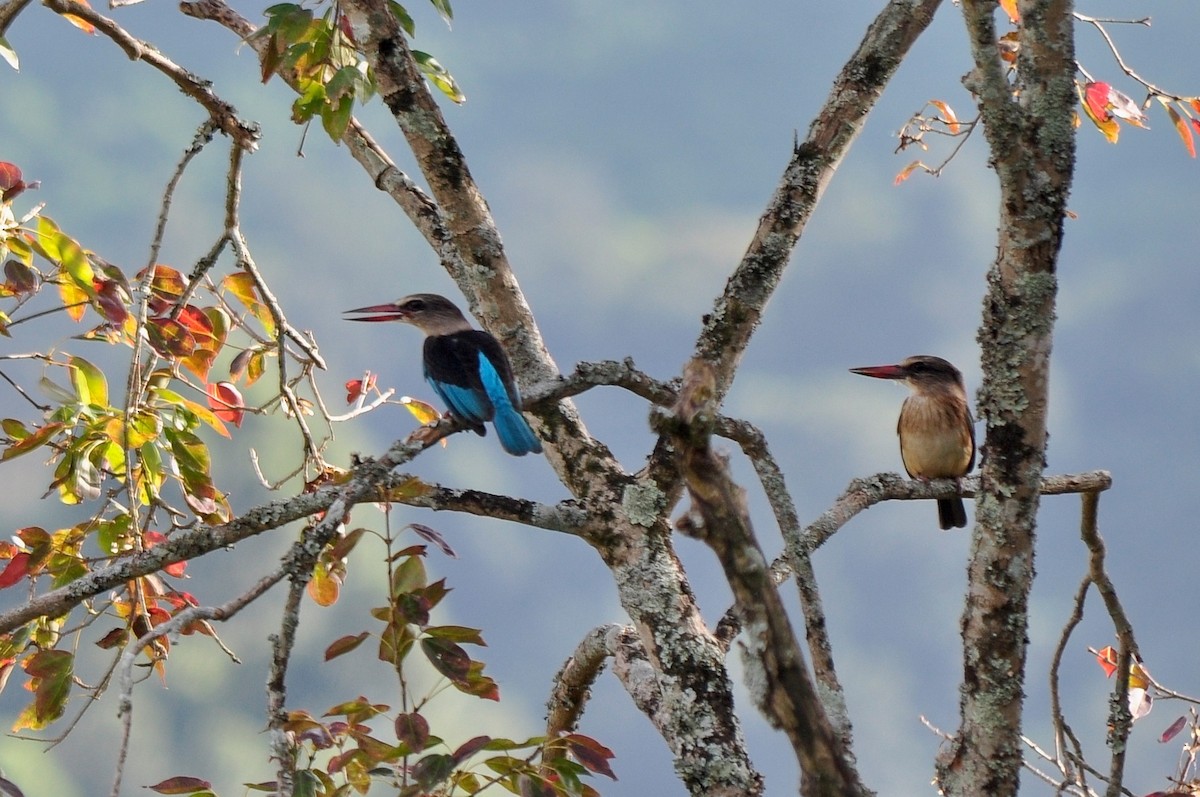 Brown-hooded Kingfisher - Dylan Evans