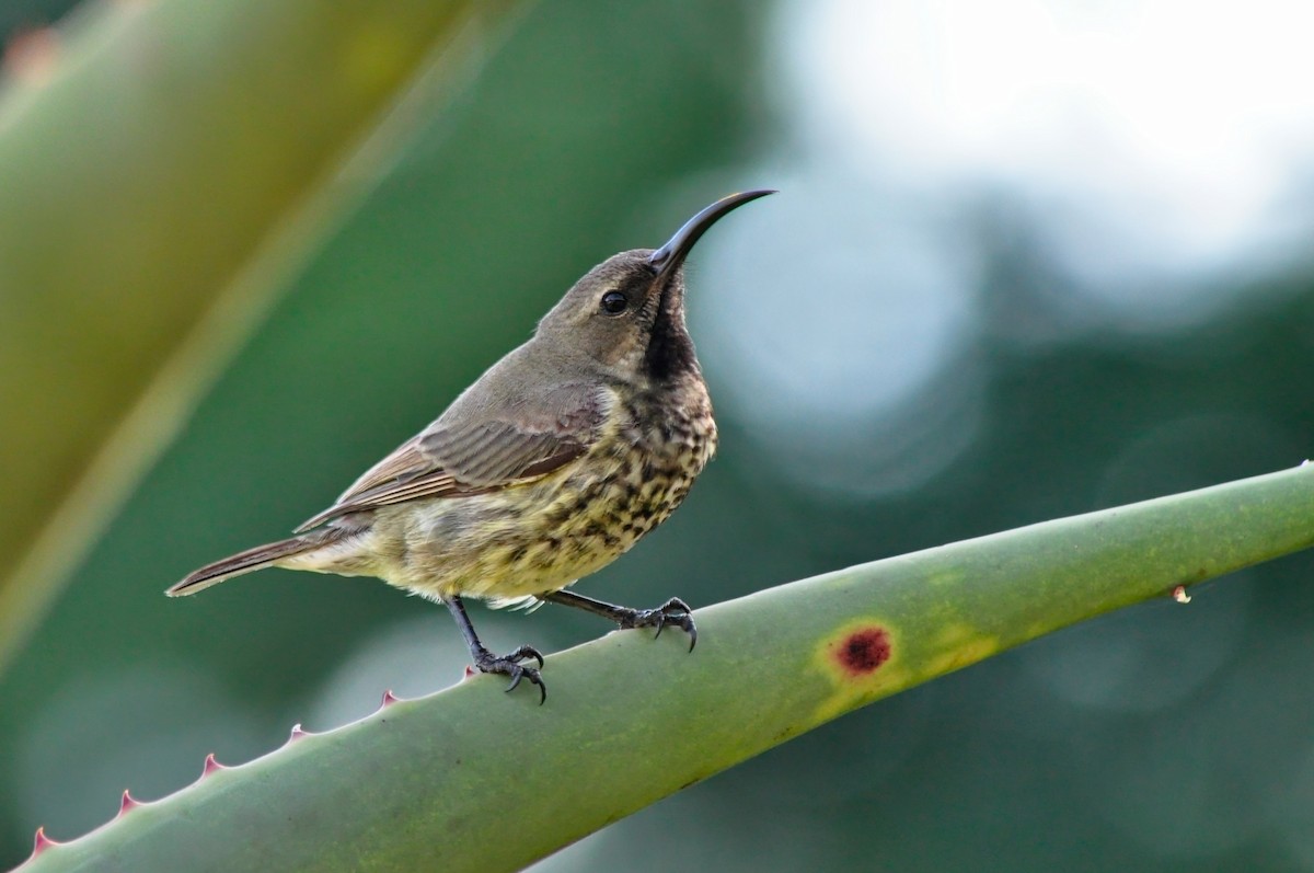 Amethyst Sunbird - Dylan Evans