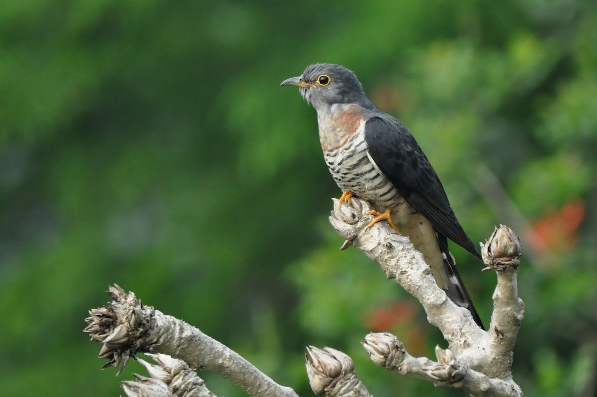 Red-chested Cuckoo - Dylan Evans