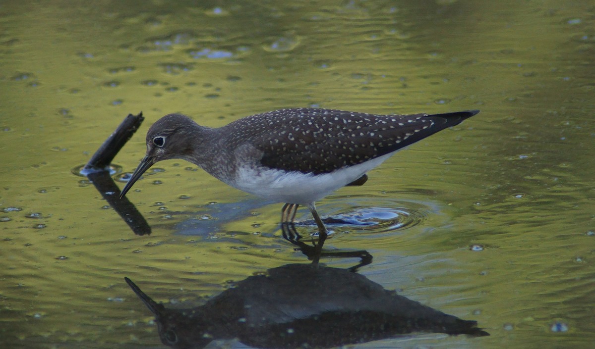 Solitary Sandpiper - ML622601118