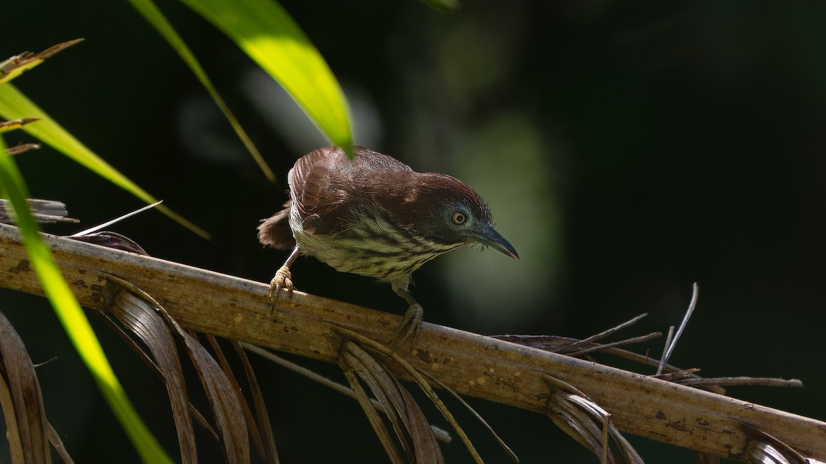 Bold-striped Tit-Babbler (Bold-striped) - ML622601144