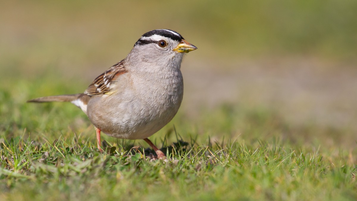 White-crowned Sparrow - ML622601171