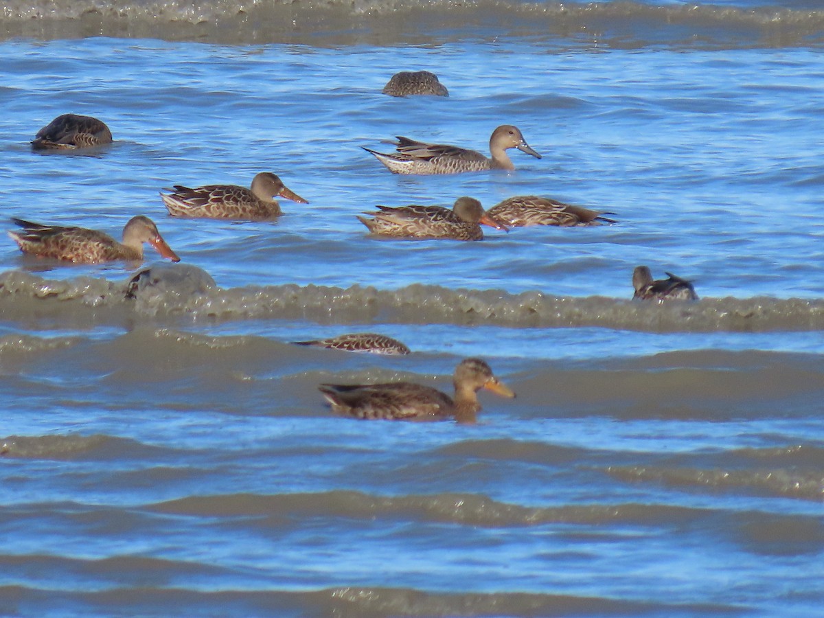 Northern Shoveler - ML622601194