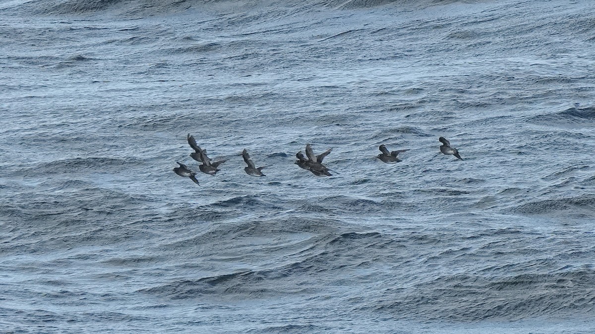 Whiskered Auklet - ML622601224