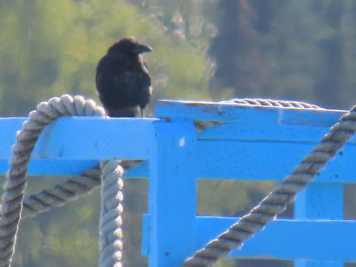 American Crow - ML622601239