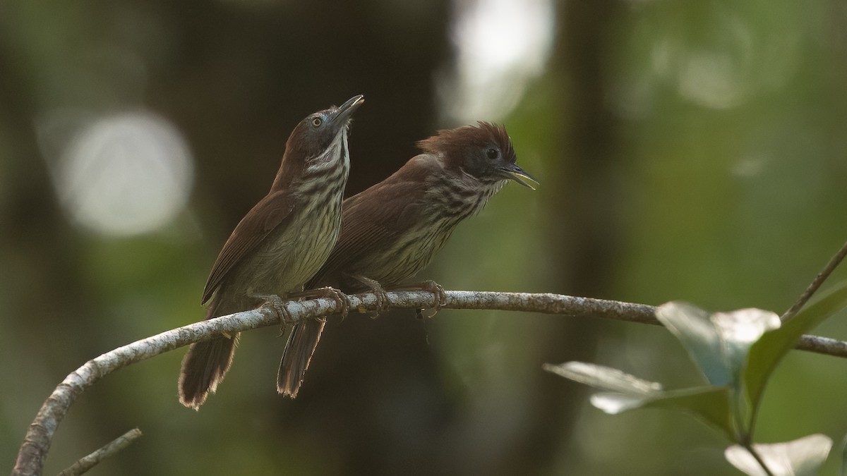 Bold-striped Tit-Babbler (Bold-striped) - ML622601281