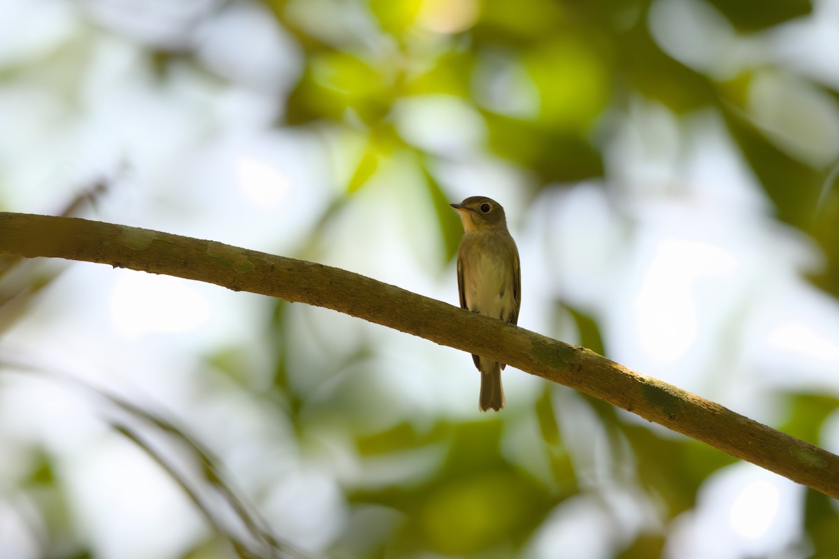 Asian Brown Flycatcher - ML622601339