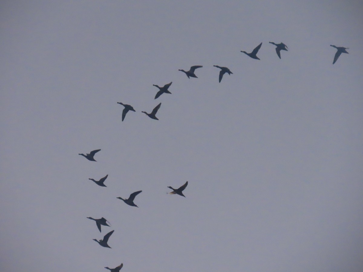 Northern Shoveler - ML622601340