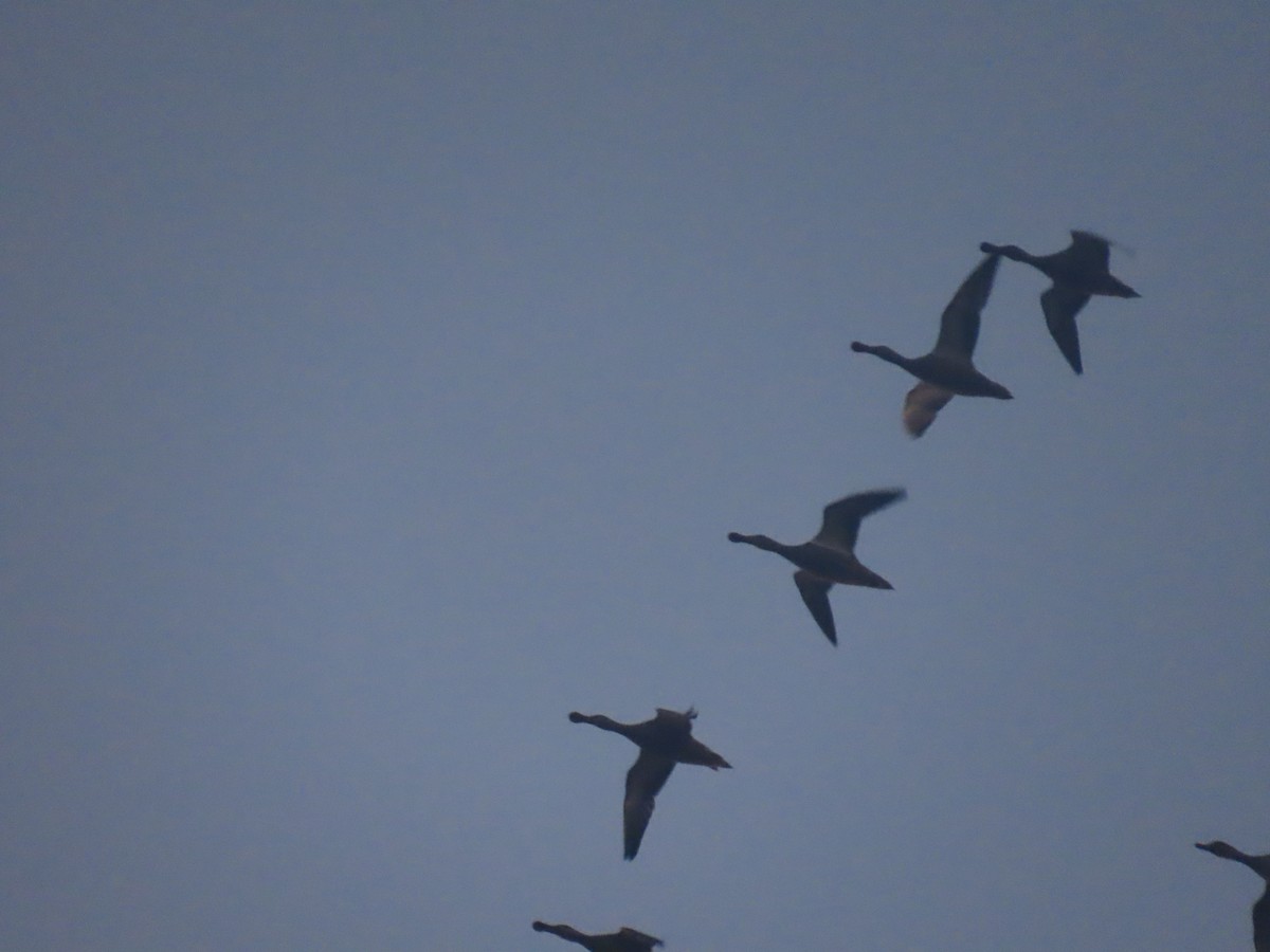 Northern Shoveler - ML622601343