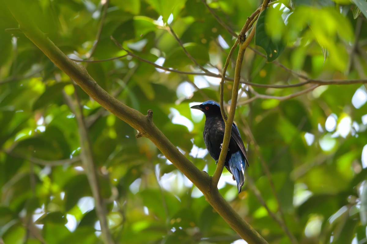 Asian Fairy-bluebird - ML622601344