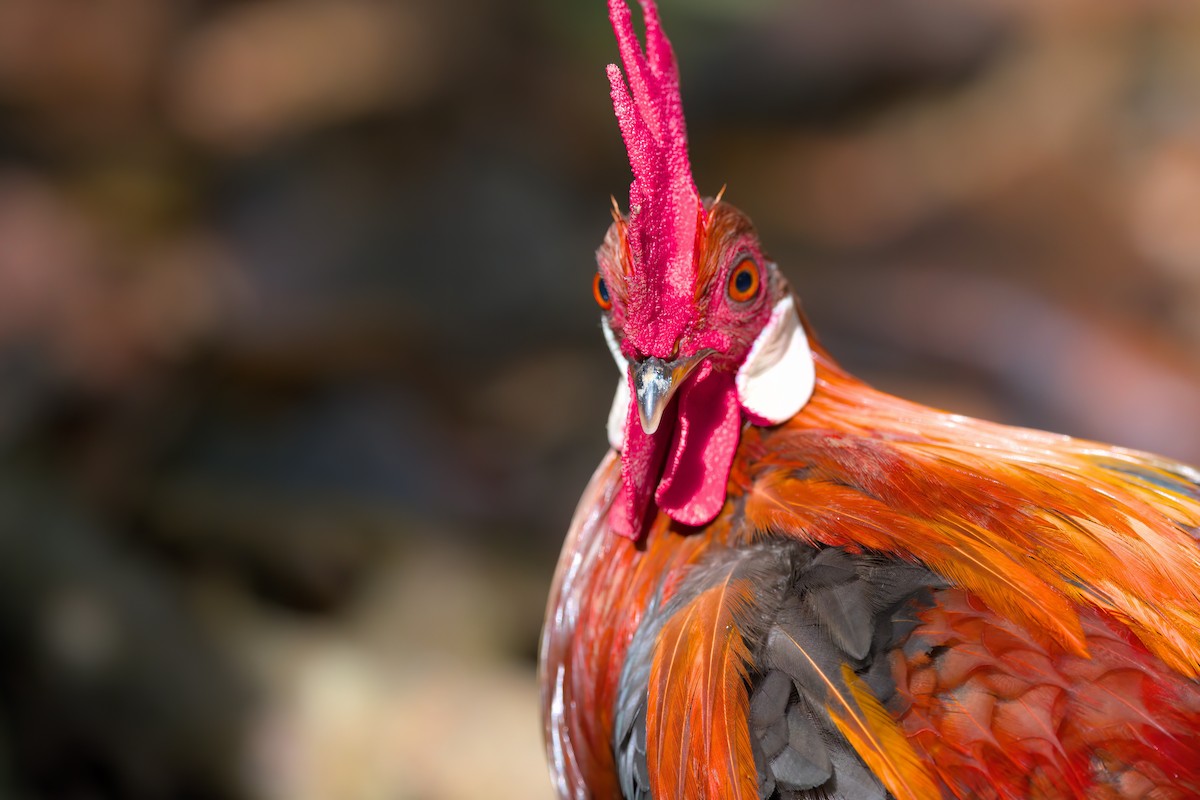 Red Junglefowl - ML622601351