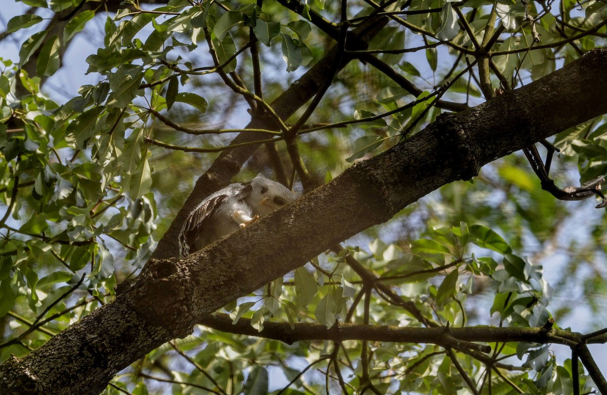 Barred Eagle-Owl - ML622601415