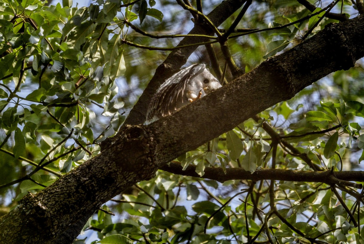 Barred Eagle-Owl - ML622601416