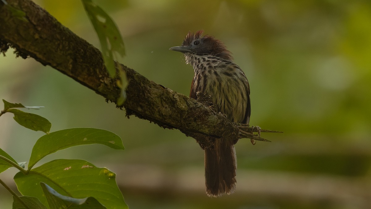 Bold-striped Tit-Babbler (Bold-striped) - ML622601417