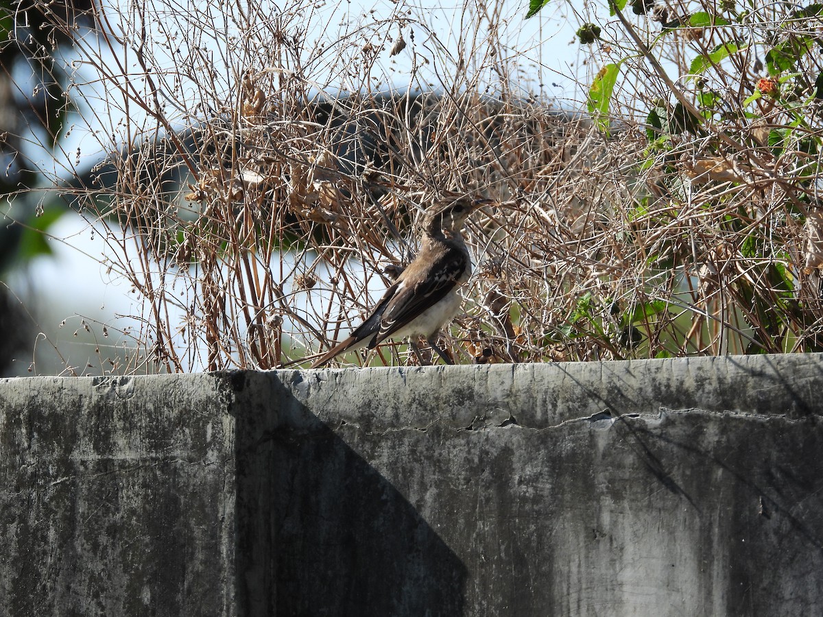 White-shouldered Triller - ML622601461