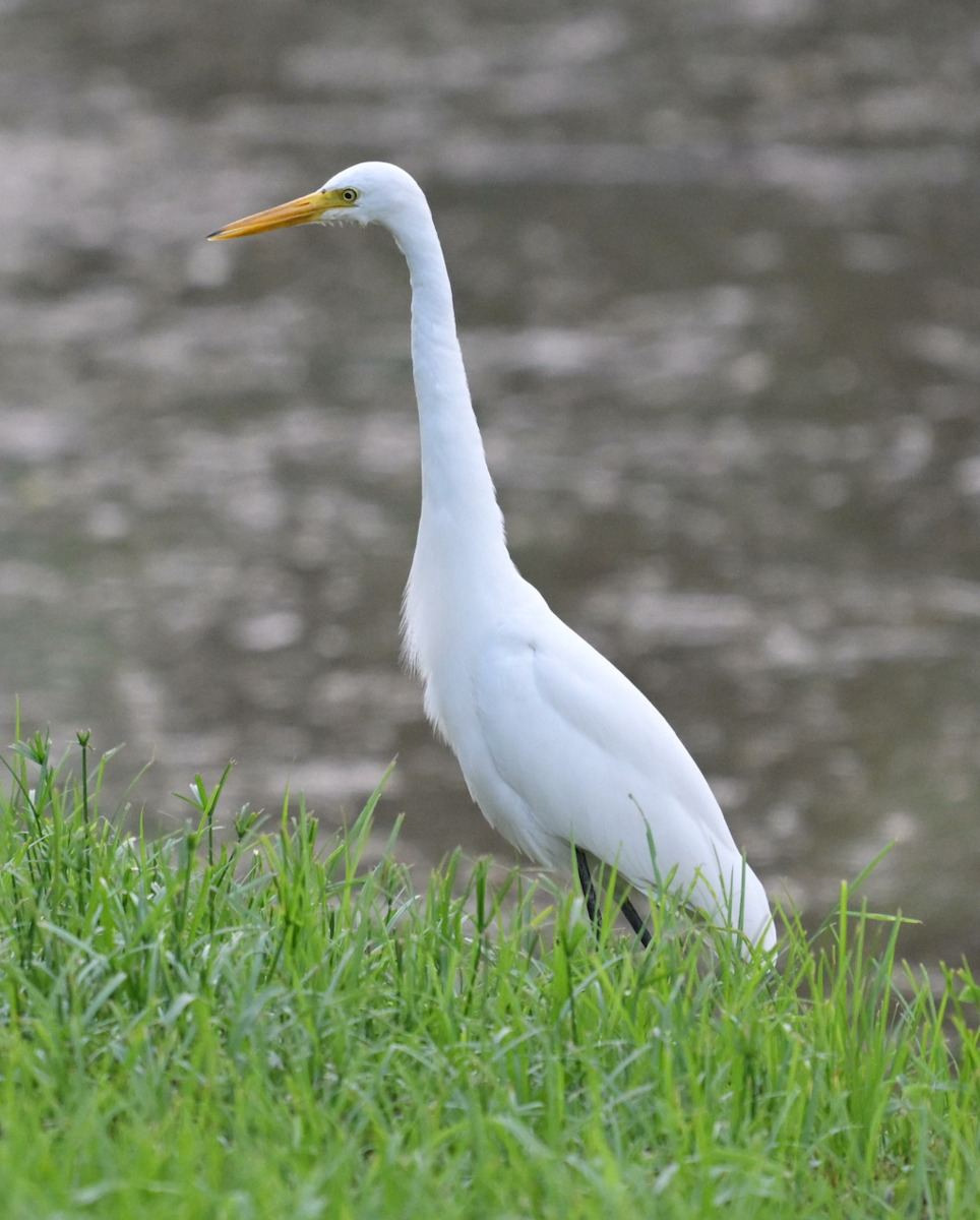 Medium Egret - ML622601466