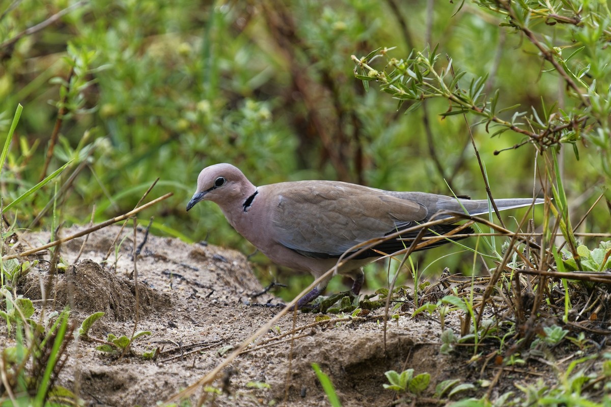 Vinaceous Dove - ML622601620