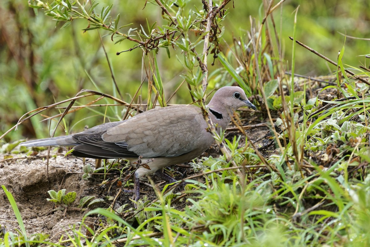 Vinaceous Dove - ML622601621