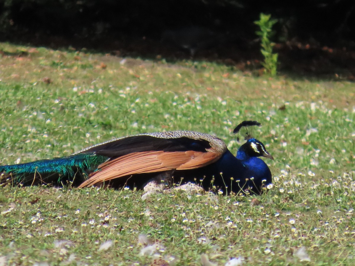 Indian Peafowl - Kavi and Medha Doobay