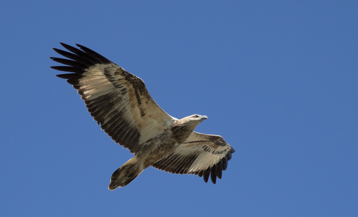 White-bellied Sea-Eagle - Chris Barnes