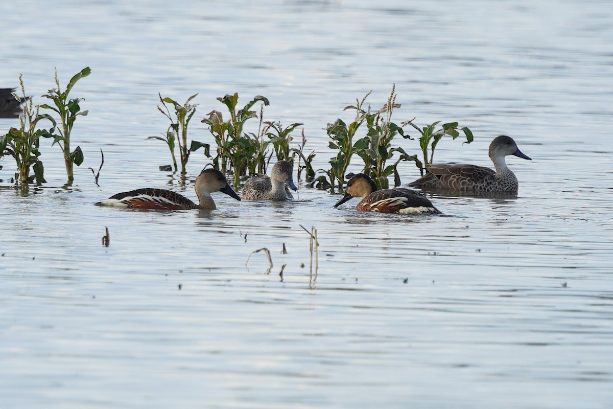 Wandering Whistling-Duck - Vicki Stokes