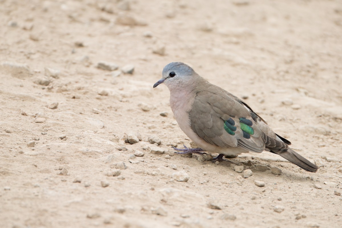 Emerald-spotted Wood-Dove - ML622601960