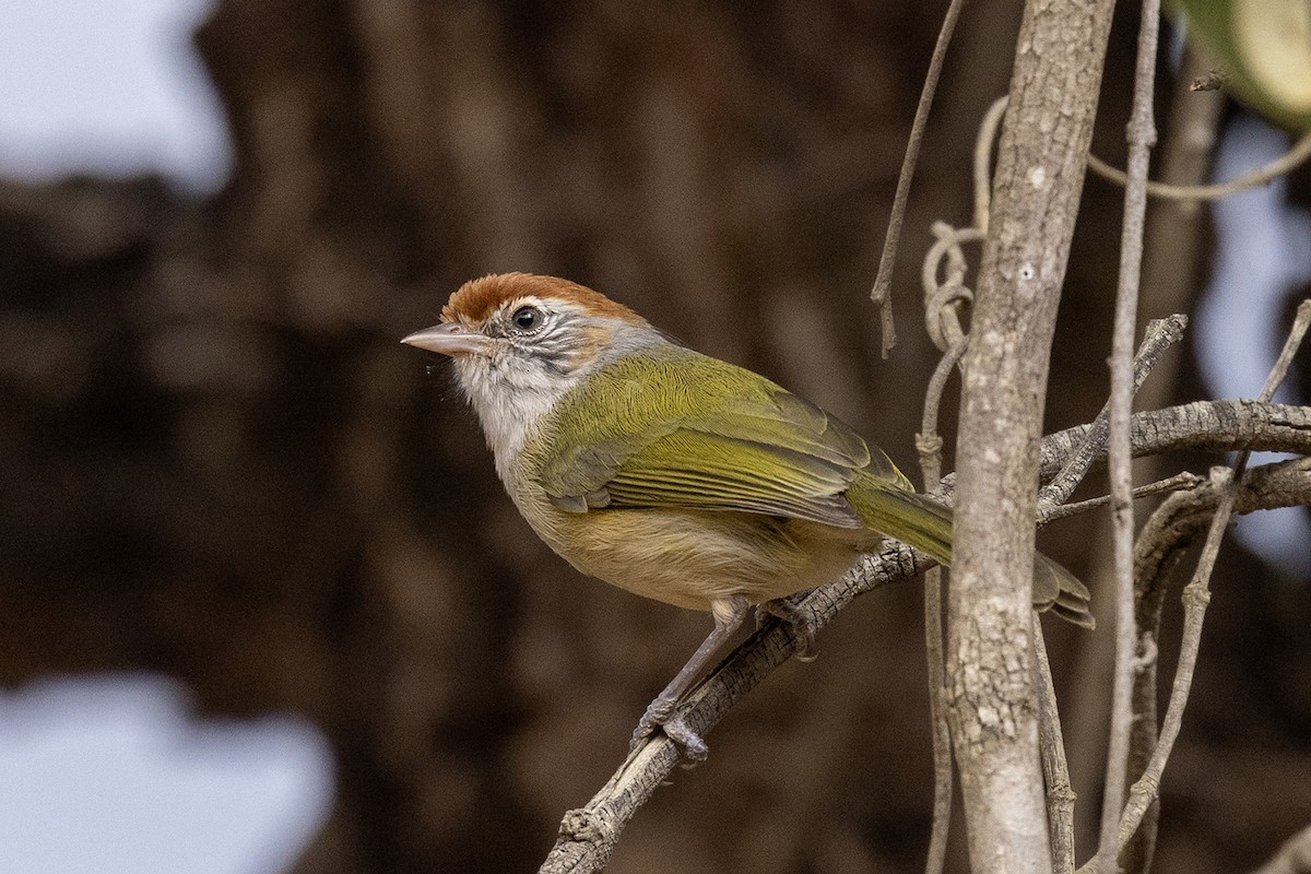 Gray-eyed Greenlet - Niall D Perrins