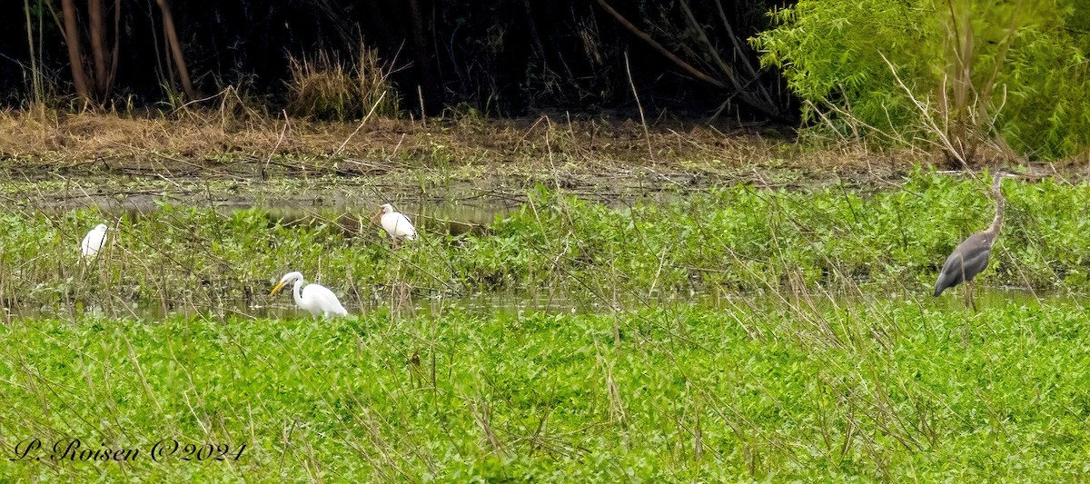 White Ibis - ML622602031